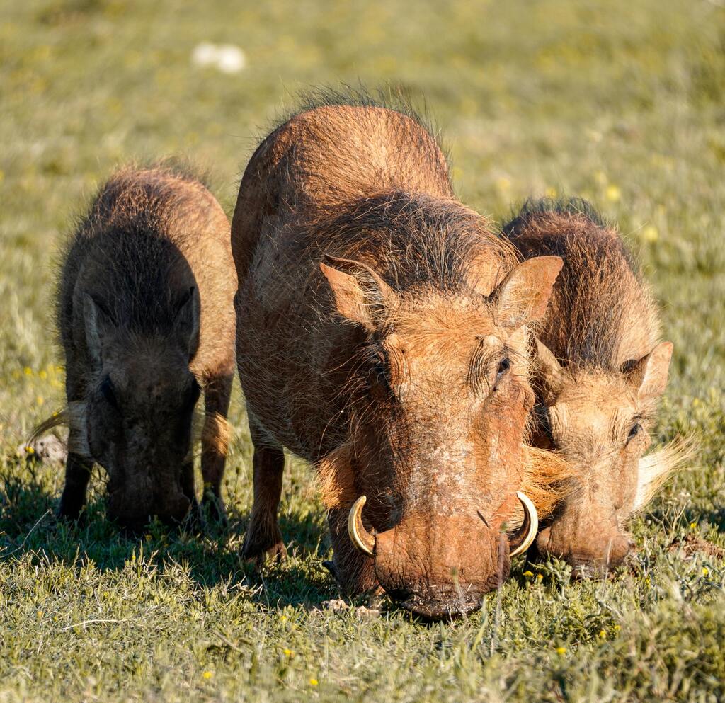 Warthogs group of food discovery, Mole National Park, Ghana
