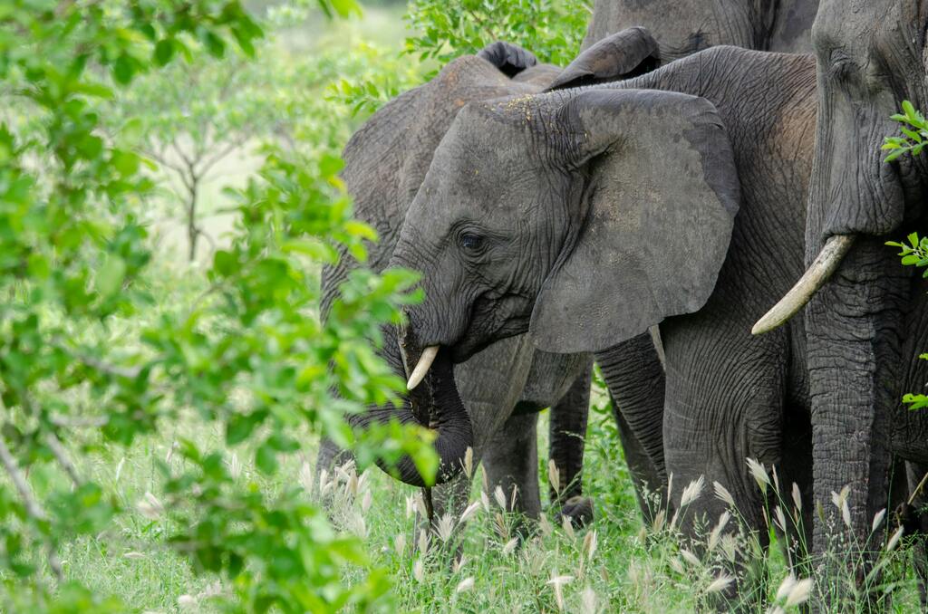 Group of elephants at Mole national Park, in the bush