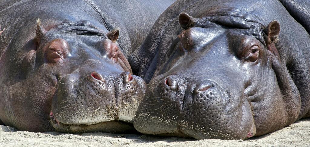 Two Hippos resting, near Mole national Park, in the bush