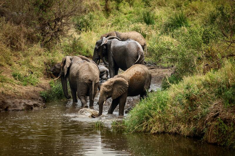 Mole Elephants taking water